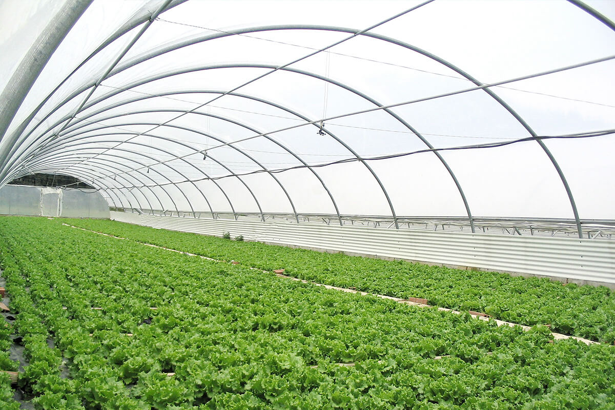 Tunnel Greenhouse