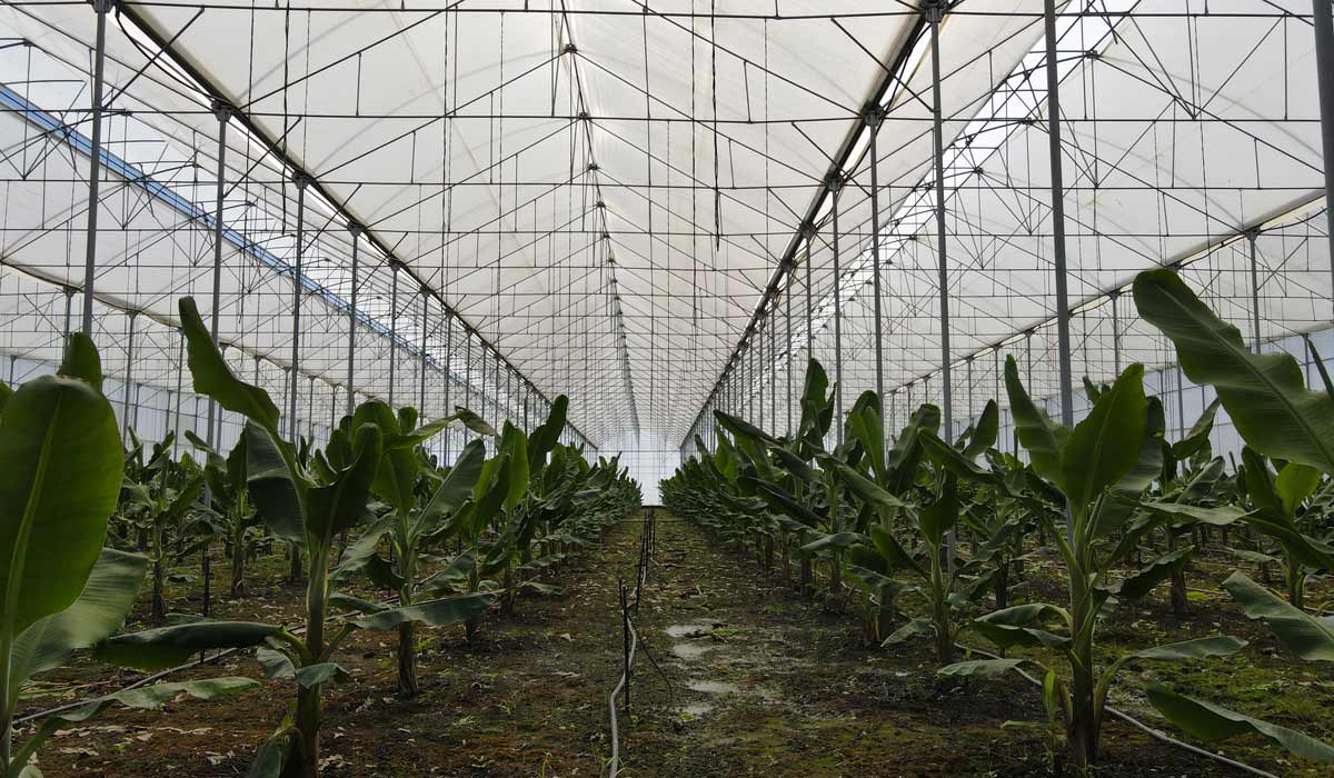 Tropik Lezzet: Muz Seralarının Sırrı