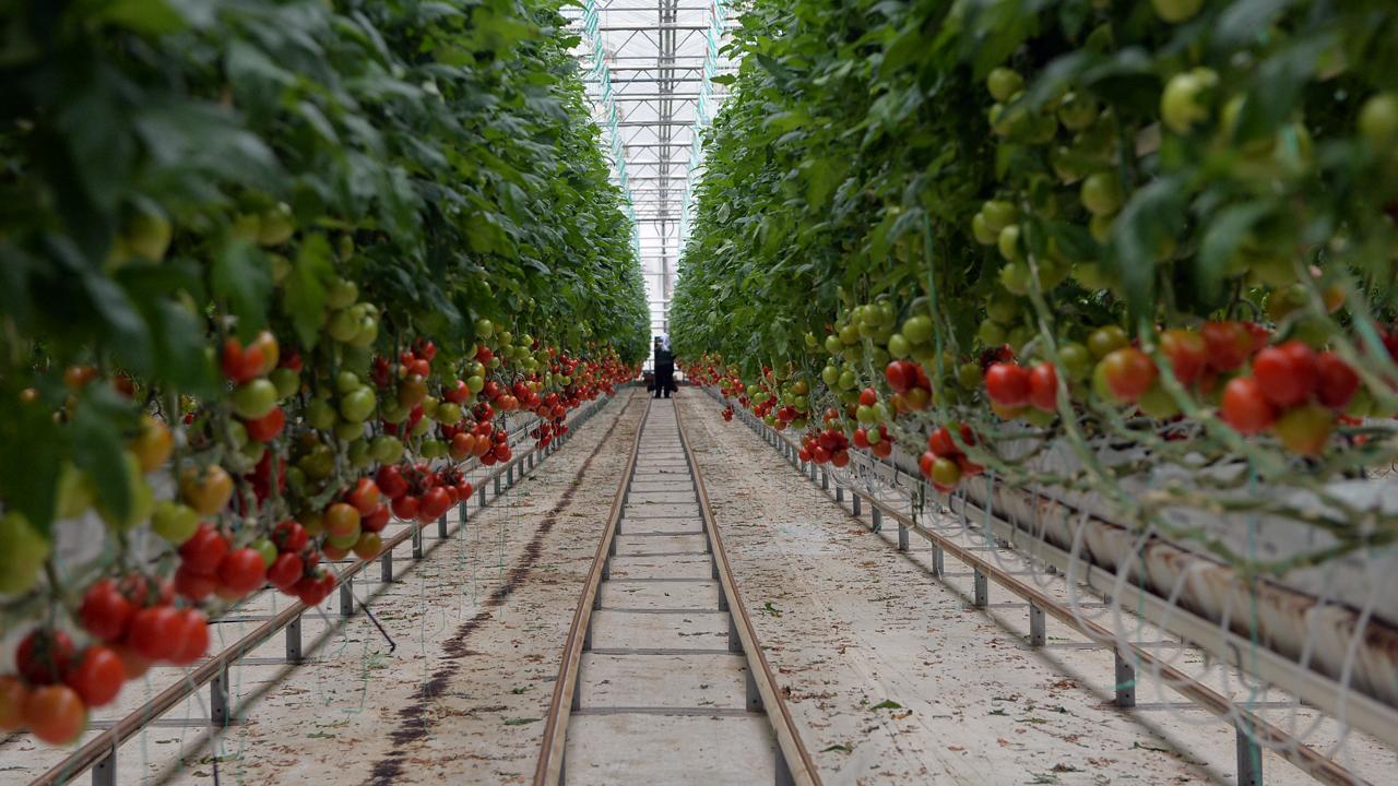 Теплица для безпочвенного земледелия